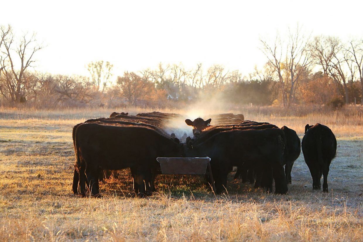 CC calves feeding at bunk